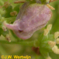 Ruitzaadgalmug (Ametrodiplosis talictricola)