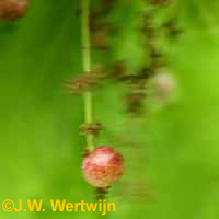 besgalletje op eik (neuroterus quercusbaccarum), currant gall on oak