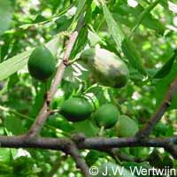 Hongerpruimen, Bleke mollen (taphrina pruni)