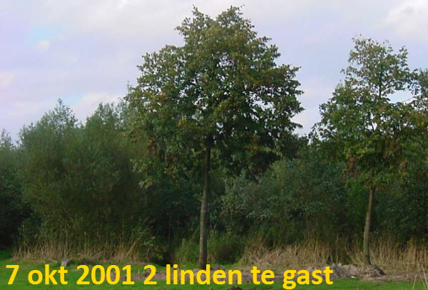 tijdelijk ingekuilde linden uit de wijk Buitenlust (winter 2001)