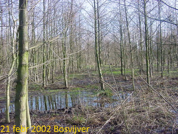 de Bosvijver is niet jaarrond watervoerend, maar in de winter overvol