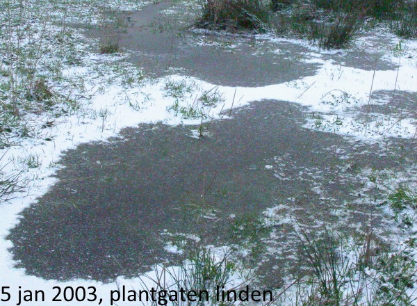 plantgaten van bomen in graffel blijf je altijd zien