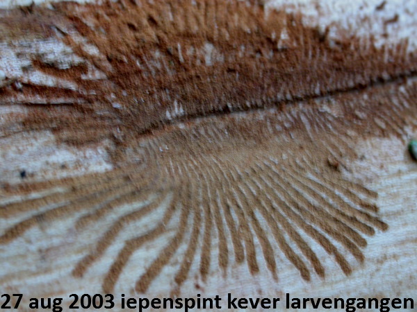 iepenspintkever-larve vreet gangen in het hout onder de bast