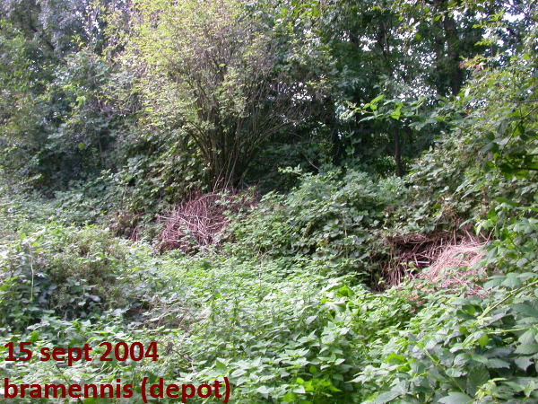 gras komt niet vanzelf op na braam