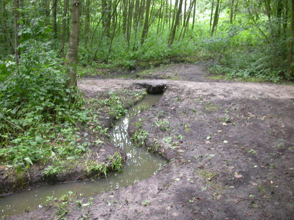 bosbeek