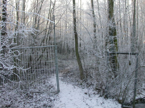 de oudste hekken in de sneeuw