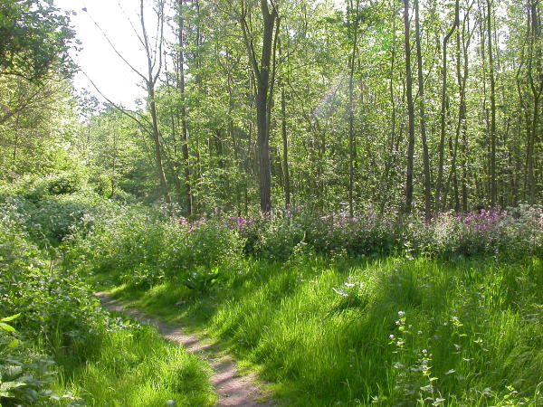 oostkant van de bloemennis