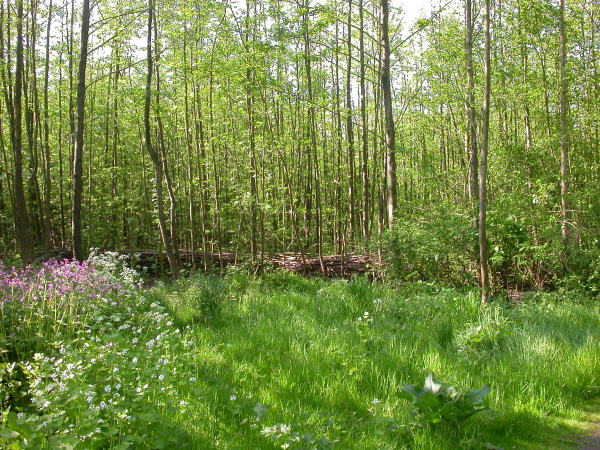 bloemennis jaarlijks gemaaid en gehooid