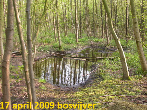 de Bosvijver (Noordvijver)
