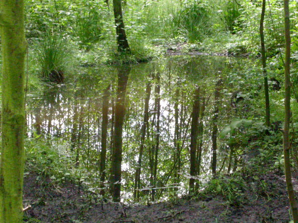 de Bosvijver, is de Noord-vijver, en die ligt aan junglepad-I