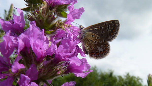 Icarusblauwtje Natuurpark Spoorzicht