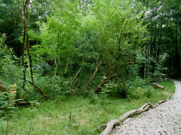 Snoeien in Natuurpark Spoorzicht