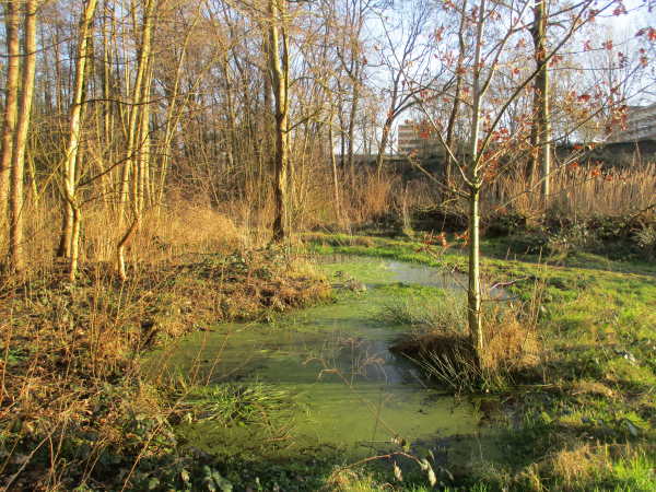in 2021 is de zuidkant ten opzichte van de Puntvijver geschoond: er zij licht!