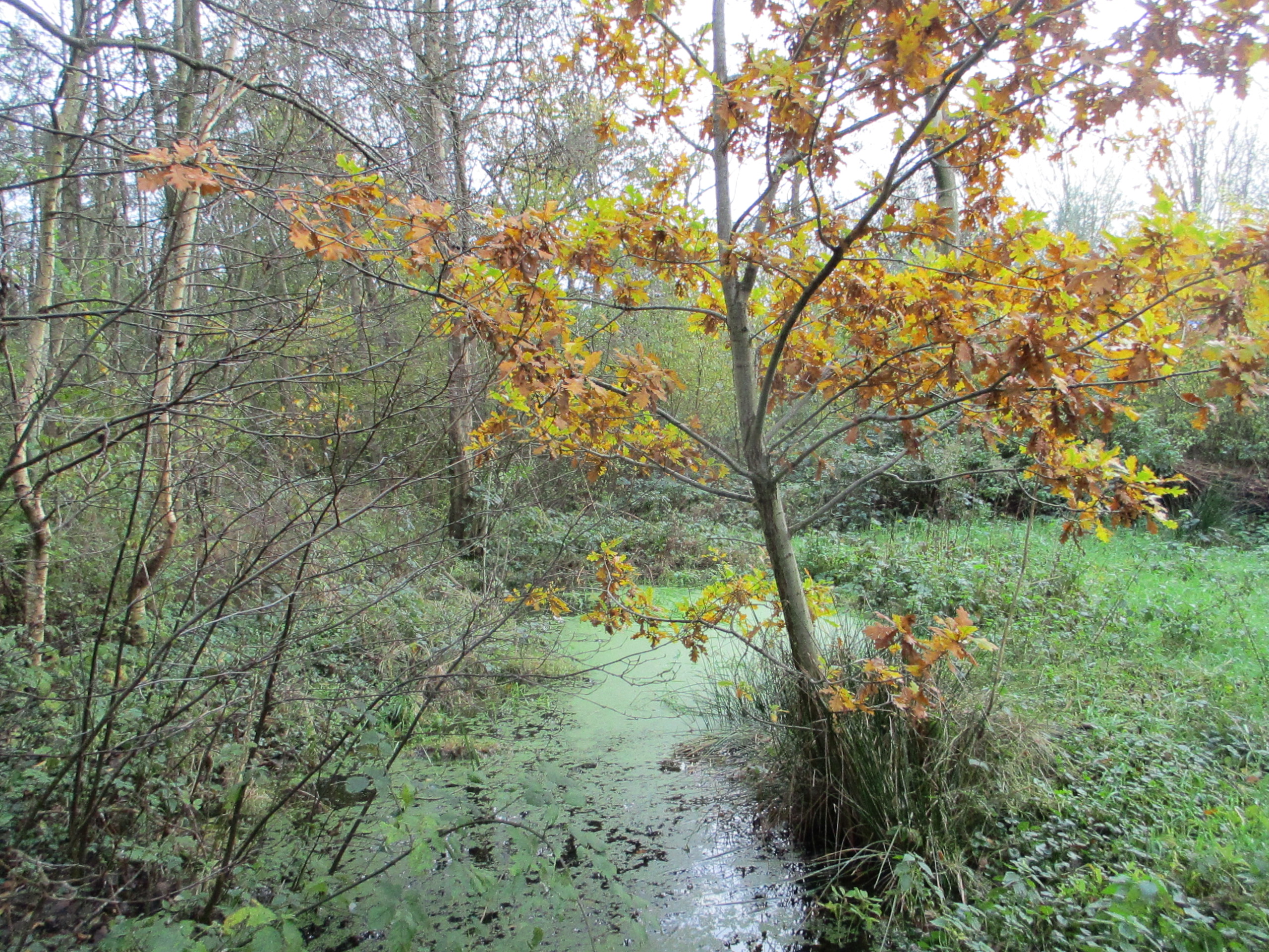 de Puntvijver (blik zuidwaarts)