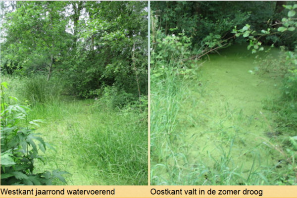 de Puntvijver voldoet aan het ecologisch rapport