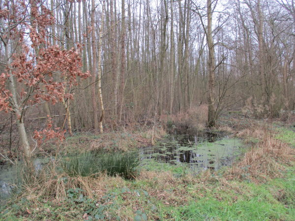 de Puntvijver in januari, blik zuidoostwaarts