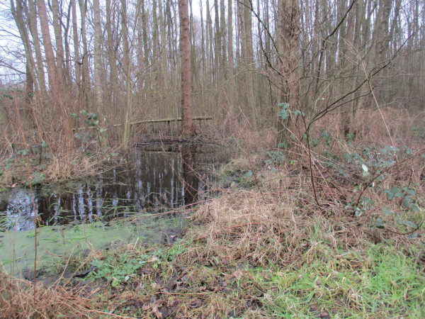 de Puntvijver in januari, blik oostwaarts