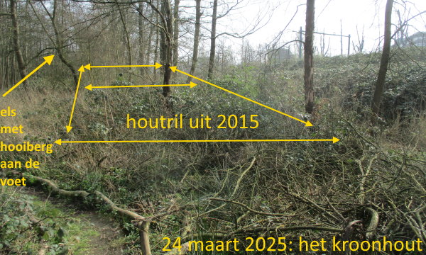 het plantaardig bewind: bramen, brandnetels en haagwinde tot aan je oren