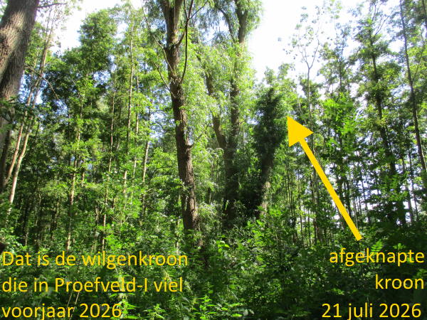 wilg kroon getopt
