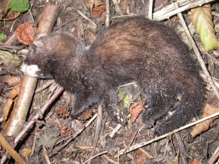 drie maanden oud, deze dode bunzing in park Spoorzicht op 16 juli 2006