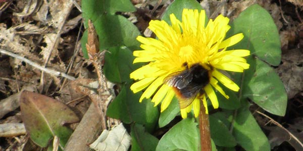 paardenbloem