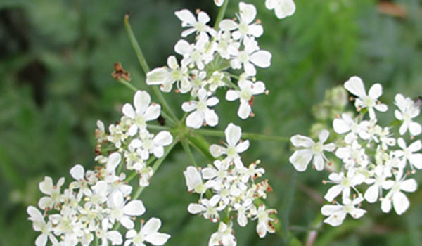 fluitekruid