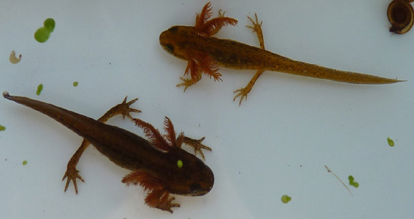 larve kleine watersalamander